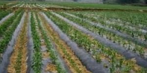 Biodegradable Mulch Film