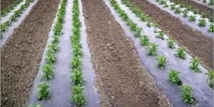 Mulch Films