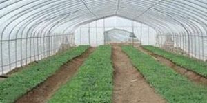 GREENHOUSE LINER