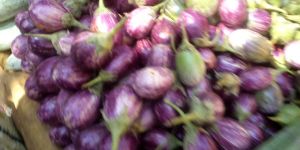 Fresh Brinjal