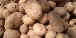 Fresh Potato