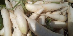 Fresh Radish
