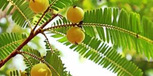 Amla (Emblica Officinalis) Seeds