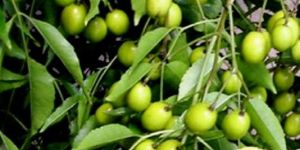 Azadirachta Indiaca Tree Seeds