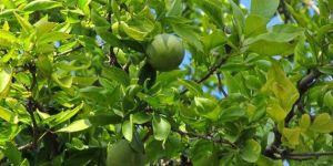 Bel-patra Tree seeds