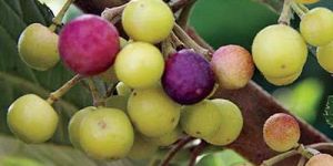 Grewia Asiatica /Falsa (Phalsa) Fruit seeds