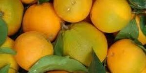 Orange Tangy Flavour