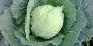 Green Cabbage