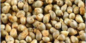 Pearl Millet Seeds