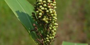 Sorghum Seeds