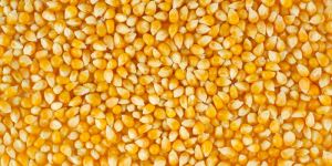 Yellow Maize Seeds