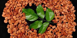 Pongamia Pinnata Seeds