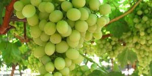 Fresh Grapes