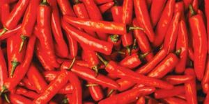 Fresh Red Chilli
