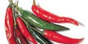 Fresh Chilli