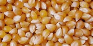 Yellow Maize Seeds