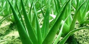 Aloe Vera