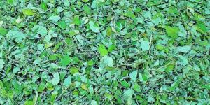 Moringa Leaves