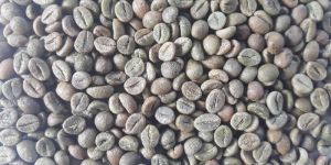 Robusta a Green Coffee Beans