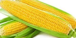 Fresh Corn