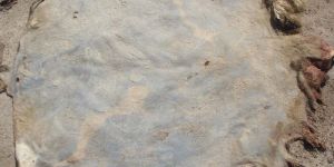 Raw Sheep Skin