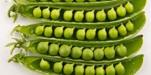 Fresh Green Peas
