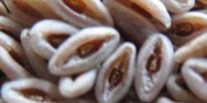 Natural Psyllium Seeds