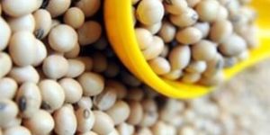 Soya Bean Seeds