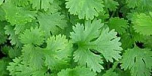 Coriander