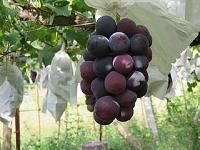 Fresh Table Grapes