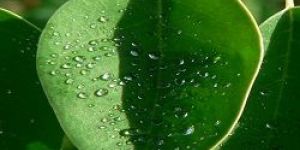 Moringa Oleifera Leaf