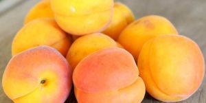 Fresh Apricot