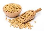 Soya Bean Seeds