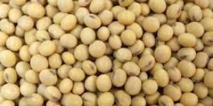 Organic Soybean Seeds
