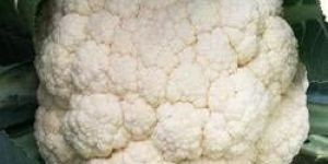 Fresh Cauliflower