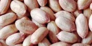 Groundnut Kernels