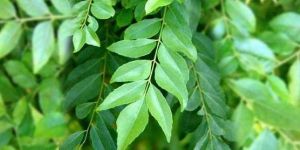 Curry Leaves