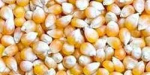 Maize