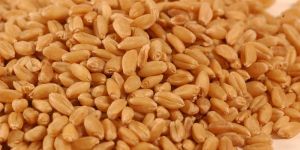 Wheat