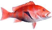 Red Snapper Fish