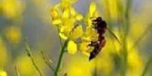 Mustard Flower Honey