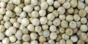White Pepper Seeds