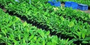 Hardened Tissue Culture Raised Plants