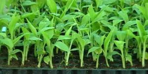 Tissue Culture Raised Banana Plants