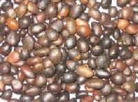 Palm Seed
