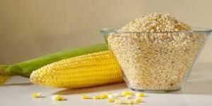 Corn Germ