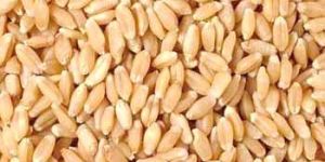 Wheat Seeds