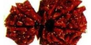 Garbh Gauri Rudraksha