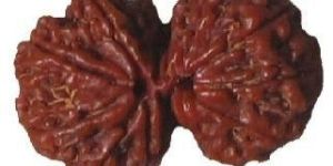 Gauri Shankar Rudraksha
