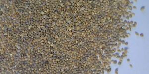 Gray Millet